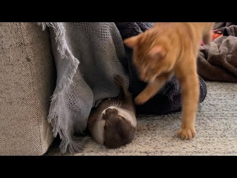 ??????? ???????????????????? cat that hugs me because I want to play with an otter