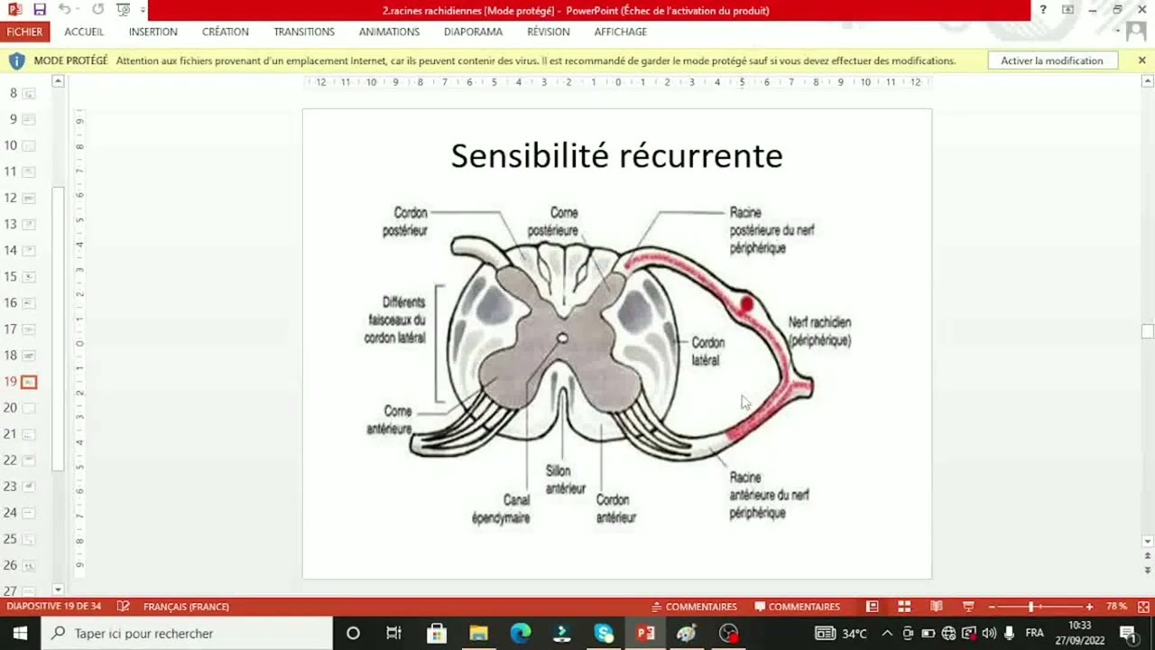 Les Racines Rachidiennes UE5 Physiologie Neurosensorielle : Physiologie des Racines Rachidiens ...