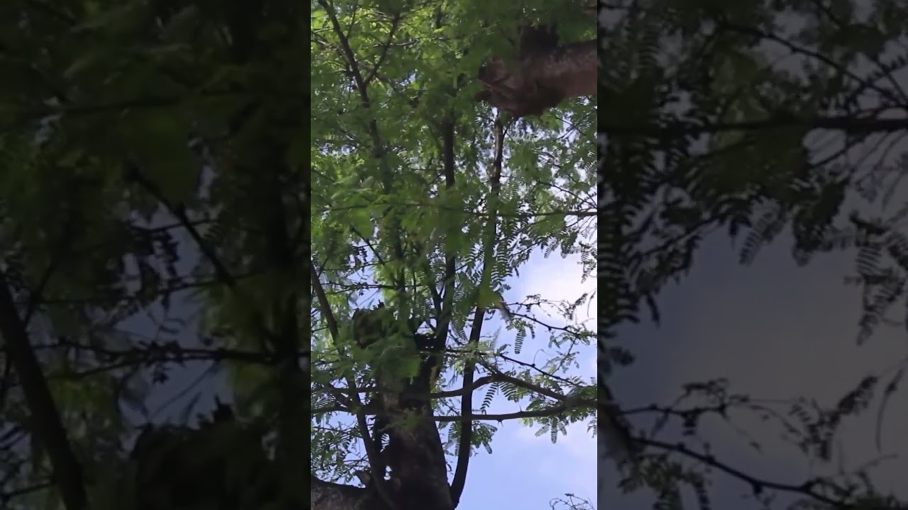 Yellow Warbler (Setophaga petechia) Diet 