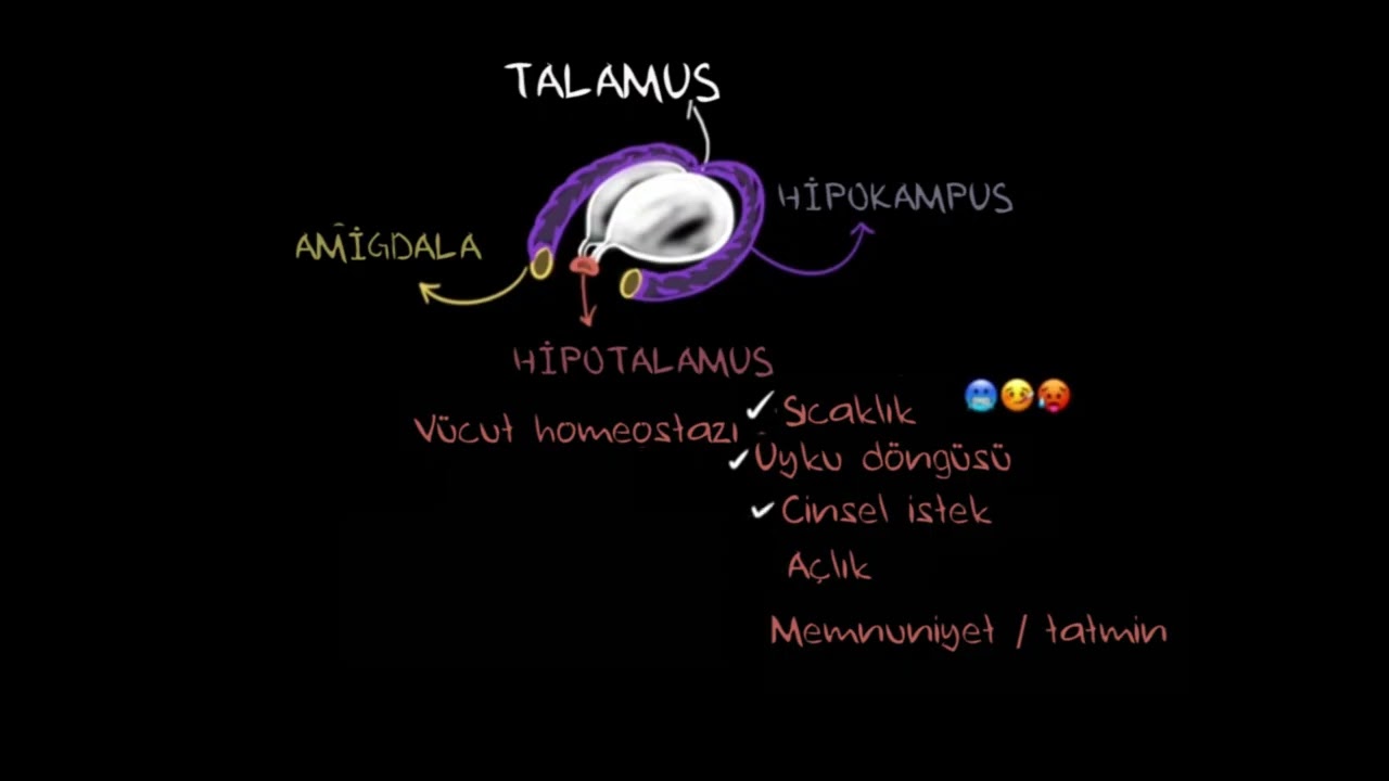 Talamus, Hipotalamus ve Limbik Sistem (Biyoloji)