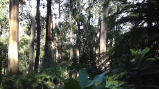 Currawong Calls screenshot 5