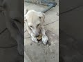 #dog
