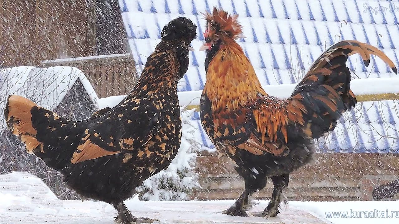 Новогодняя метель Павловский петушок и курочка Pavlovian 