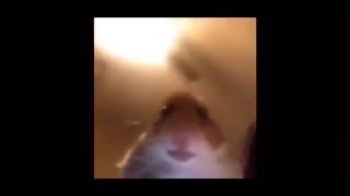 21St Century Humor I Think