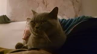 Chilling with my CAT on my Lap by Mochi The Boy 191 views 3 months ago 2 minutes, 35 seconds