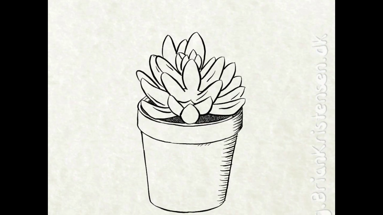 Featured image of post How To Draw Aloe Vera Plant Step By Step The aloe vera plant will begin to have babies these offshoots are separate plants that begin to grow in the same pot