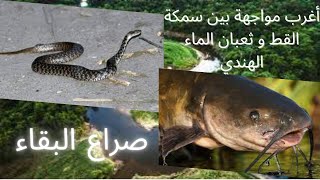 snake vs cat fish ثعبان الماء الهندي vs السمكة القط