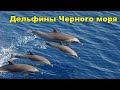 Афалины. Дельфины Черного моря. Анапа