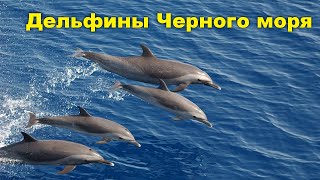 Афалины. Дельфины Черного моря. Анапа
