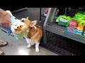 США  Лос Анжелес Corgi with new toy Happy Corgi Girl