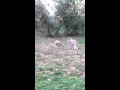 Wolves