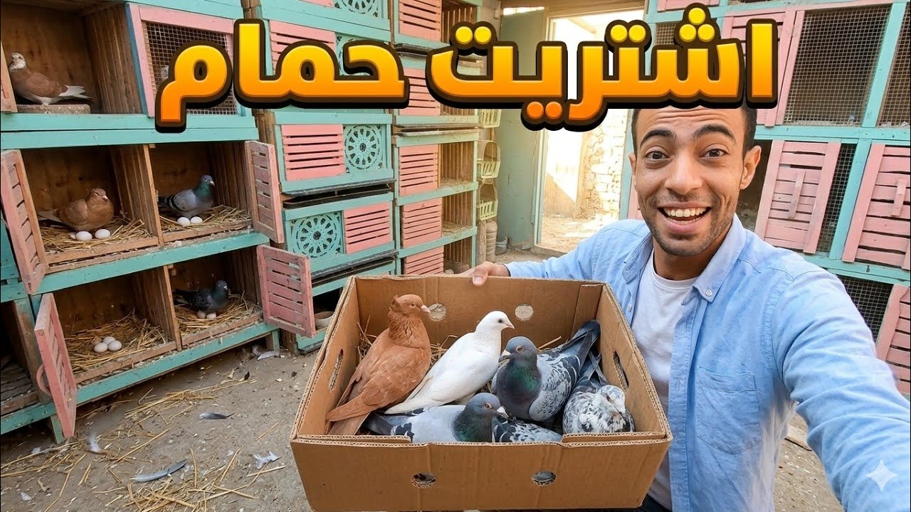 اشتريت حمام 😃 وعملت شغل جديد عند الحمام الزاجل 