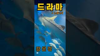 드라마 - 강문경 +노래가사 #현역가왕2 #트로트 #한일톱텐쇼 #트로트가수 #트롯 #강문경 #트롯신이떴다 #k트롯
