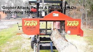 Gopher Attack, Pallets &amp; Pecan Logs with Timberking 1400