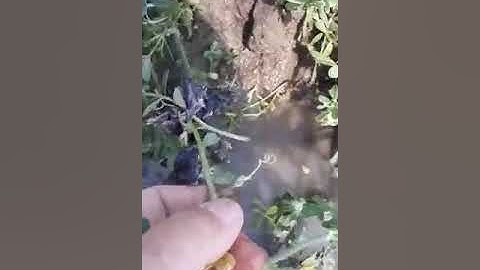 ДАГЕСТАН  - ШОКИРУЮЩЕЕ ВИДЕО - НА ЧТО СПОСОБНА ПОЛЕВАЯ МЫШЬ!