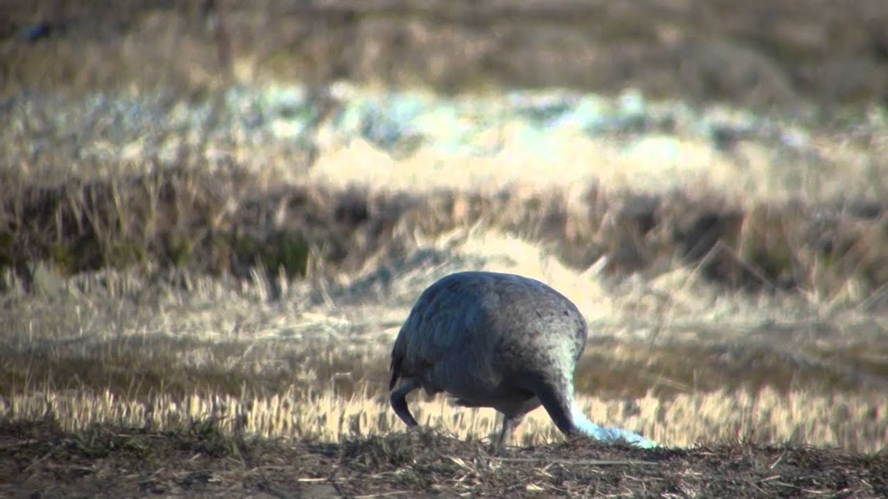 野鳥撮影・ ナベヅル Hooded crane 