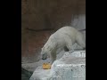 こけたの　見てた～？#天王寺動園#ホウちゃん#ホッキョクグマ#シロクマ