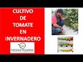 Cultivo de tomate en invernadero