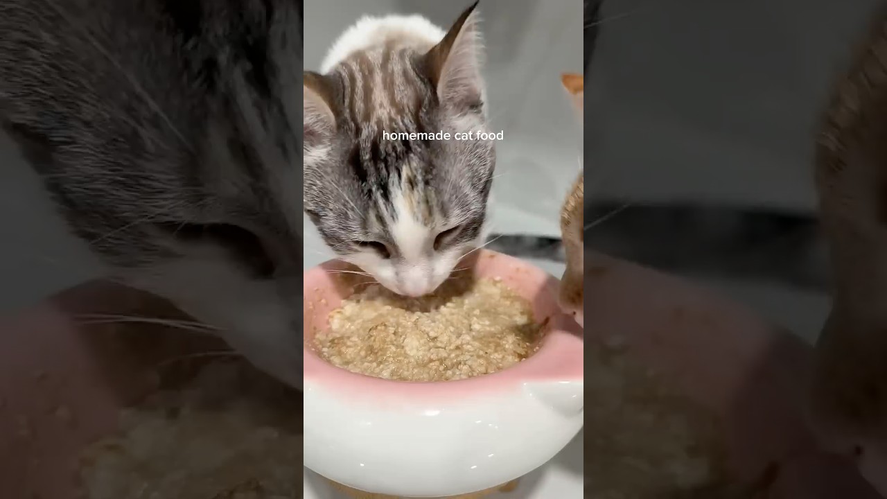 Homemade cat food recipe