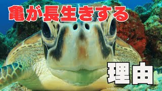 【雑学】亀が長生きする理由