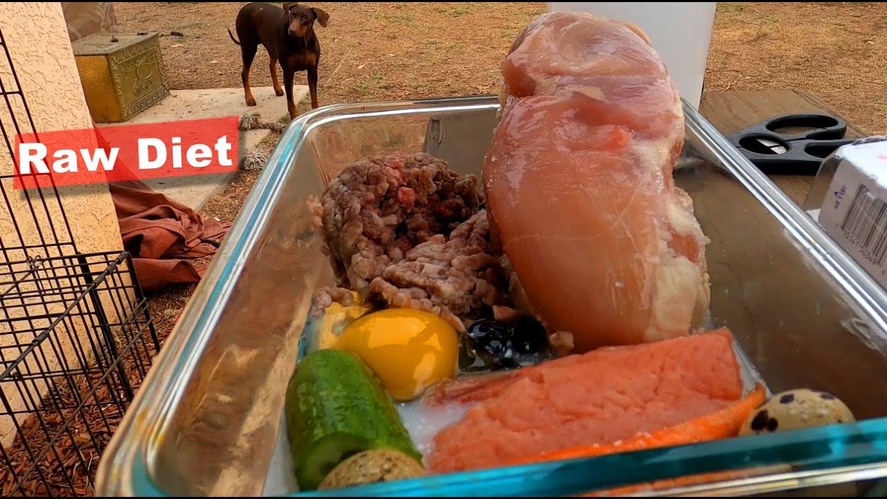 What Feeding my Doberman Raw Meat Diet Every Day Looks Like YouTube