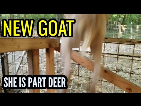 lunarly I LOVE CARROTS - We got another NEW goat.