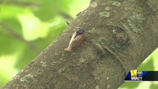 Entomologist explains when cicadas will finally leave