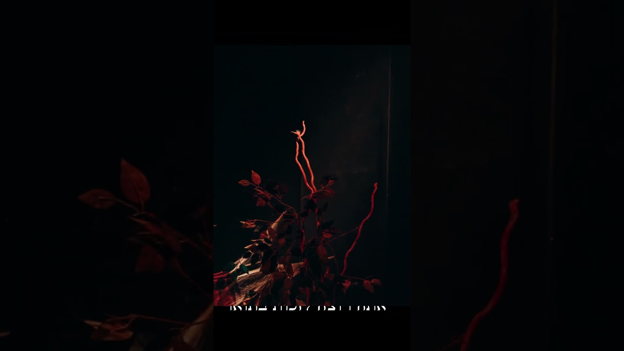 A Lullaby for Macbeth