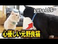 【感動】保護猫黒ちゃんが、新入りに優しすぎて涙