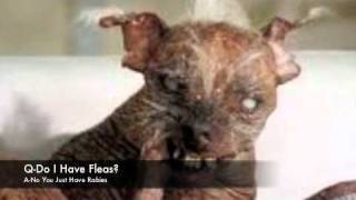 retarded dogs