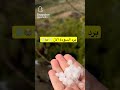 برد السودة الأن 14 11 1447