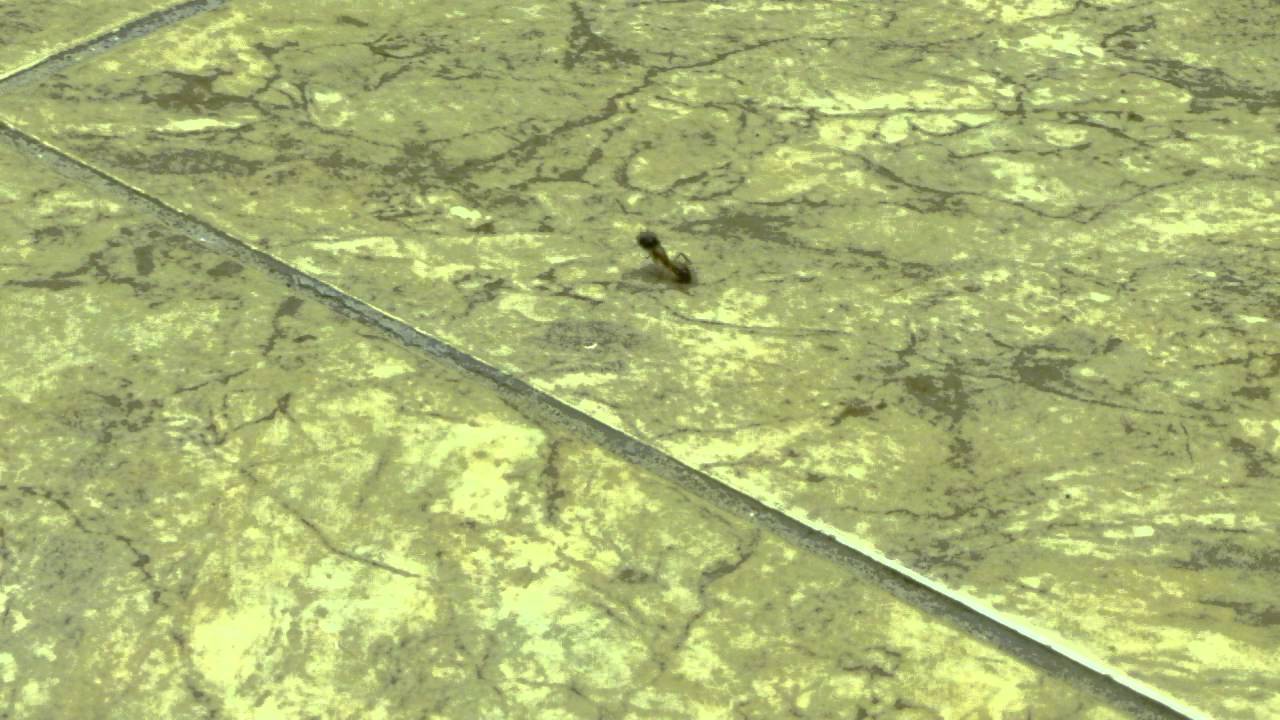 RICHARD - Formiga louca!