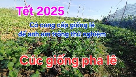 Tình hình giống cúc pha lê đại đóa 27/5 tết 2025