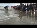 Sea Turtles released in Galveston