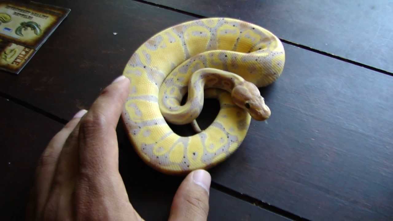 eggs florentine New Pickup! about time!