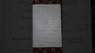 Gluconeogenesis Pathway