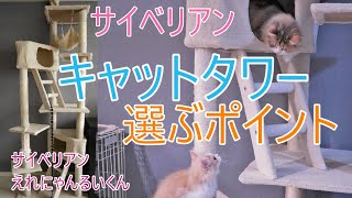 サイベリアンにおすすめキャットタワーのポイント【猫サイベリアン多頭飼い】