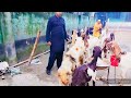 মাউস্টার ব্রিডার