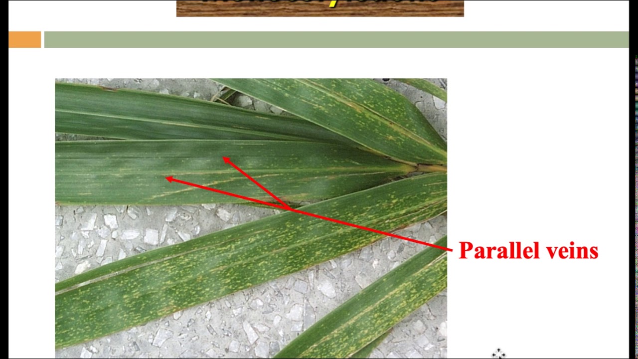 Taxonomy of Plants- Online Lec.1 - 1st level - #Pharmacy