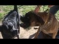 Cane Corso/Pit Puts an English Mastiff in His Place