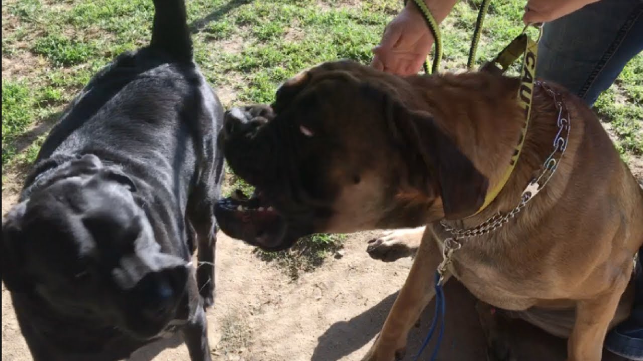 Cane Corsopit Puts An English Mastiff In His Place