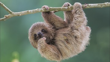 Cutest Baby Sloth ever | Every Object | Brave Wilderness What Does A Sloth Say? (sloth video)