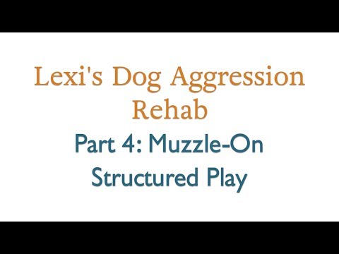 Lexi's Dog Aggression Rehab: Part 4