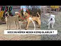 TİKTOK KÖPEK VİDEOLARI (SİZCE BU KÖPEK NEDEN KIZMIŞ OLABİLİR ?) #30