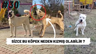 TİKTOK KÖPEK VİDEOLARI (SİZCE BU KÖPEK NEDEN KIZMIŞ OLABİLİR ?) #30