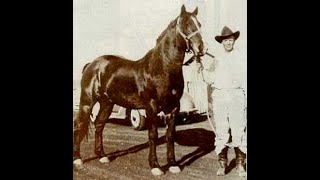 They Breed Percherons Don't They... The Story of Joe Hancock