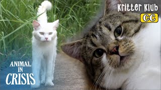 Темная правда за 10 чистопородных кошек Отказ от животного в кризис 354