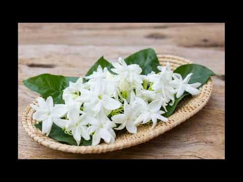 فكرتينا يا زهرة الياسمين نورى كمال