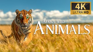 Africa Wild Animals 🐾 Discovery Relaxation Wonderful Wildlife Movie With Relaxing Piano Music