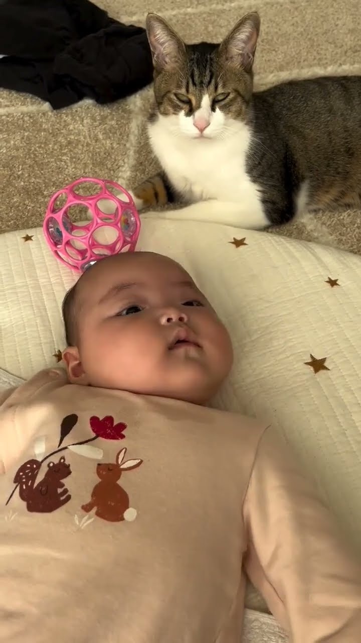 C magnifique vidéo chat ? ? ? ? ?